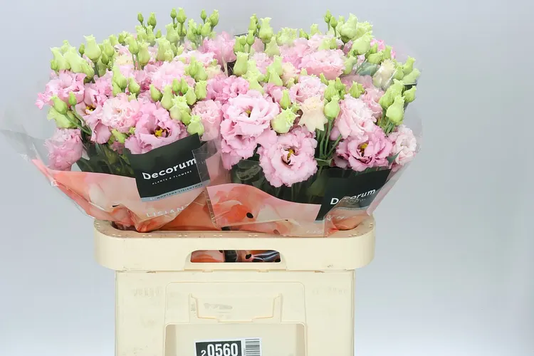 Eust Du Celeb Queen 72 cm