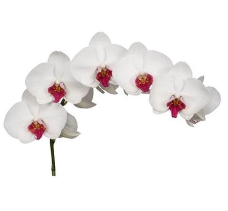 Orchidea Phalaenopsis Hong Kong X25