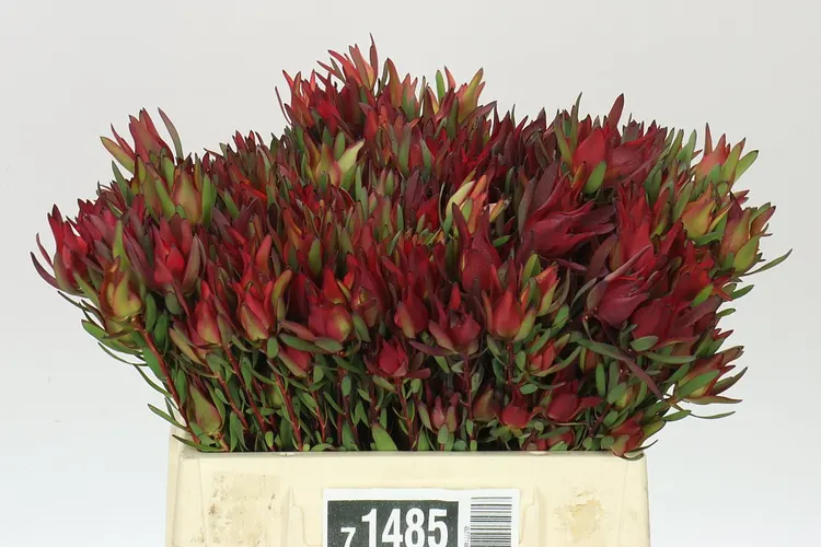 Leucadendron Sal Blush Spray 40 cm