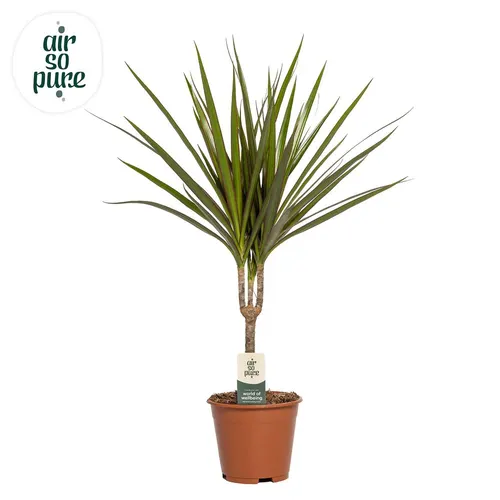Dracaena Marginata 1 Stam črepník 14 cm