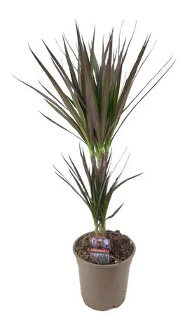 Dracaena Marginata Magenta 30-10 črepník 17 cm