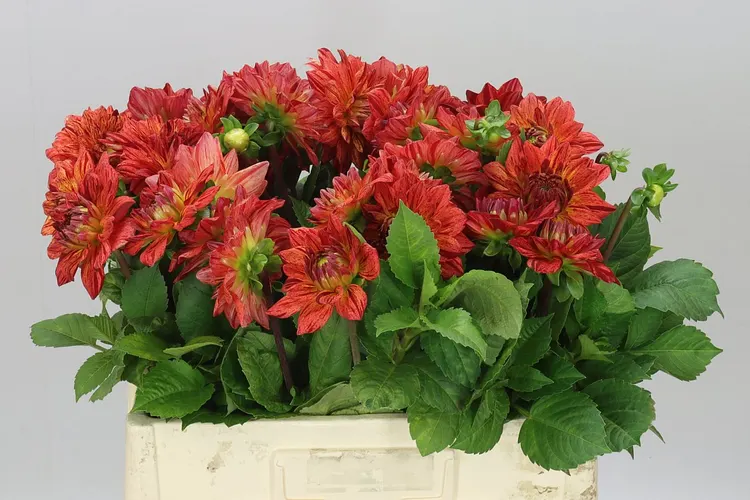 Dahlia Happy Orange 60 cm
