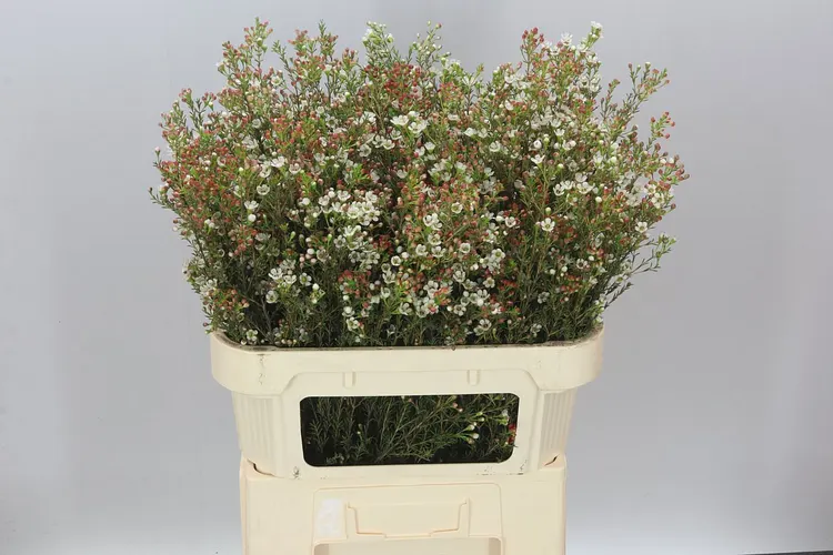 Voskovka Blondie 80 cm