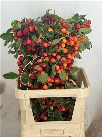 Malus Gorgeous Super 90 cm