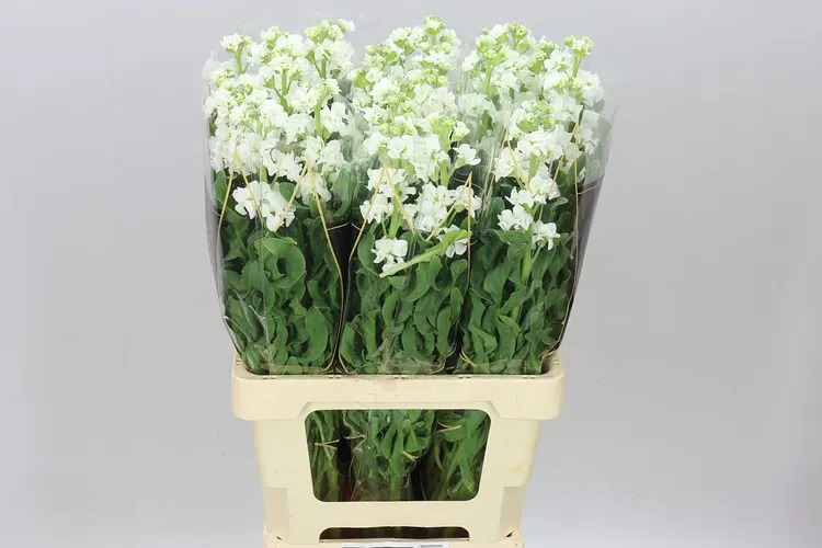 Matthiola White It. Imp 70 cm