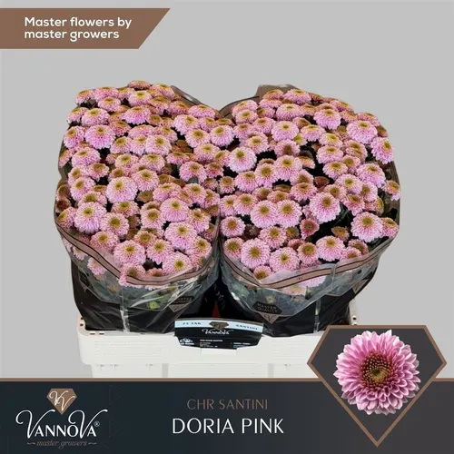 Chryzantéma santini Doria Pink 55 cm