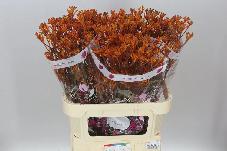 Anigozanthos Orange Fever 80 cm