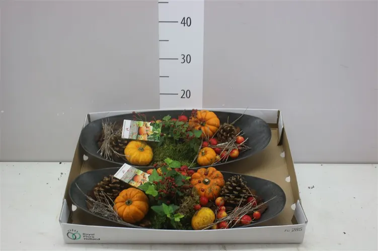 Arr Sierfruit v miske Ovaal črepník 50 cm