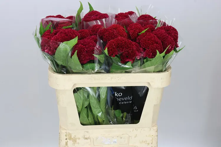 Celosia C Reprise Velvet 70 cm