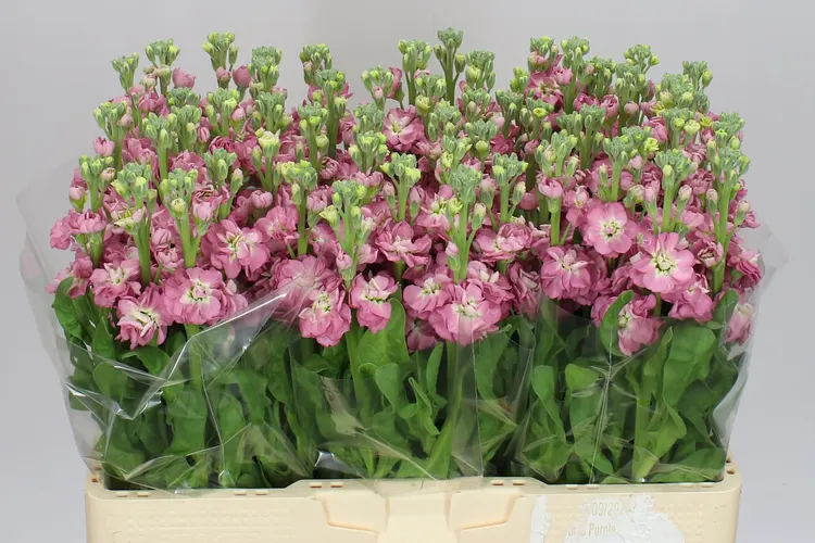Matthiola Rose Pink 57 cm