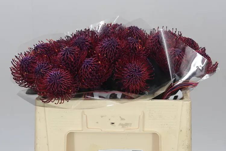 Leucospermum farbené Purple 50 cm