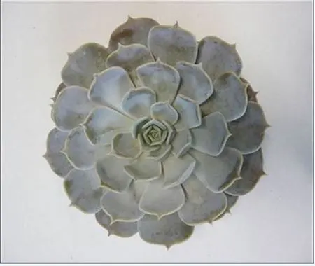 Echeveria Rinionii Cutlowers 10 cm