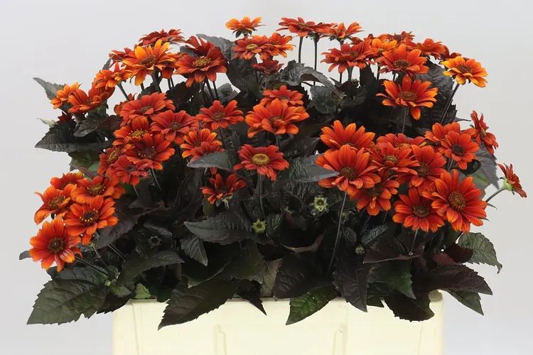 Heliopsis Red Shades 60 cm