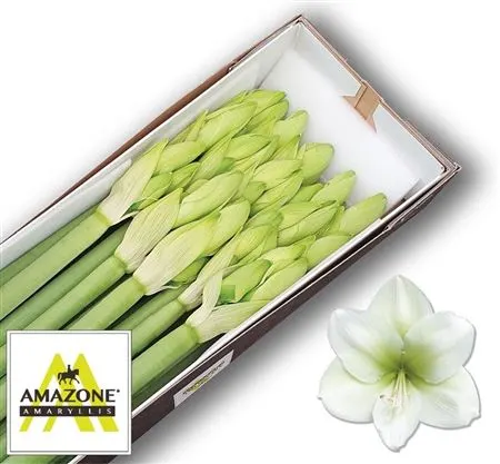 Hipp Casablanca 80 cm