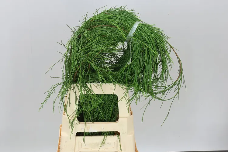 Tuja Spaghetti 1,8 kg 100-120 Cm