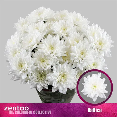 Chryzantéma trsová Baltica 70 cm