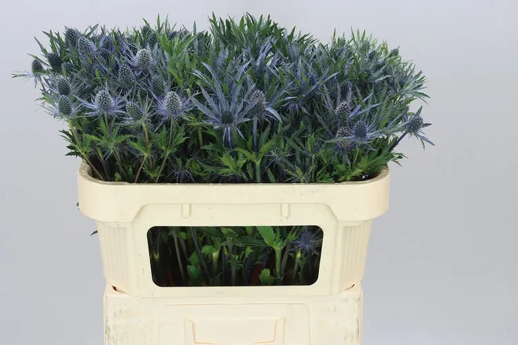 Eryngium Planum 60 cm