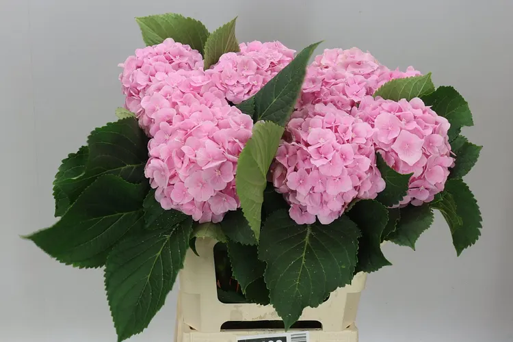 Hortenzia Verena Pink Pale 60 cm