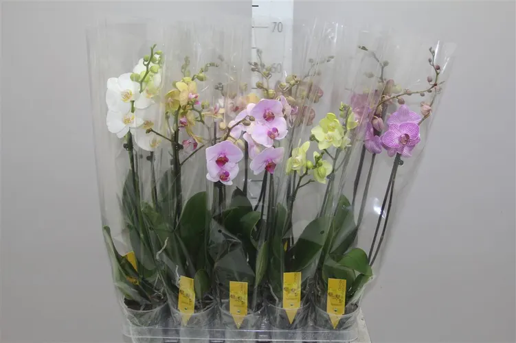 Phal Mix 2 Tak 16+ črepník 12 cm