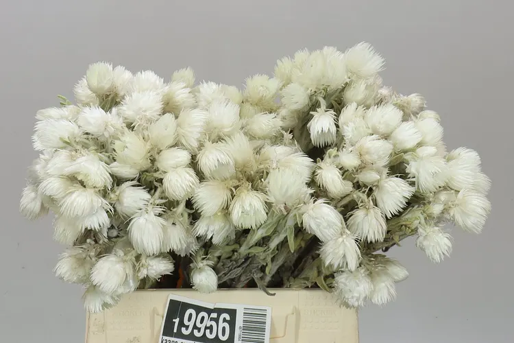 Kaaps Everlasting 40 cm