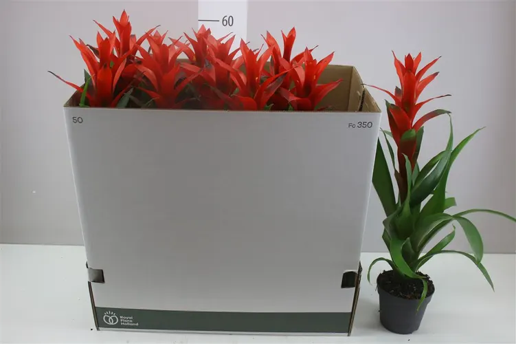 Guzmania Ostara črepník 13 cm