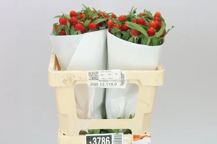Gomphrena Gl. Strawberry 50 cm