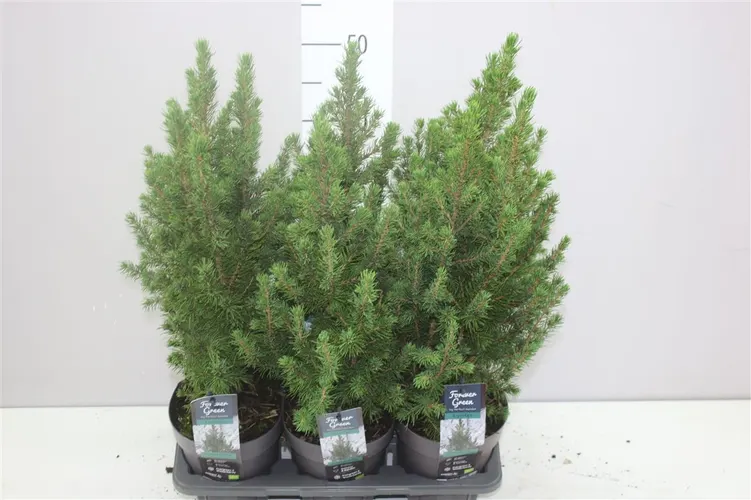 Picea Gl Conica črepník 14 cm