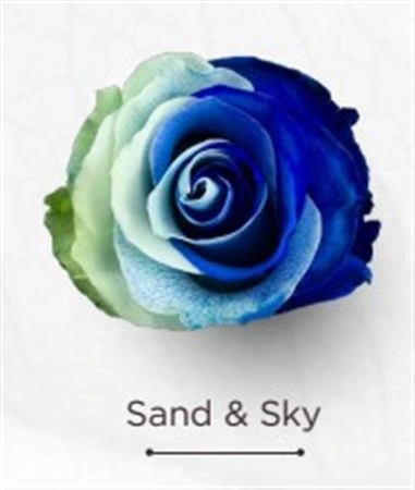 Ruža farbená Sand Sky, Ekvádor 50 cm