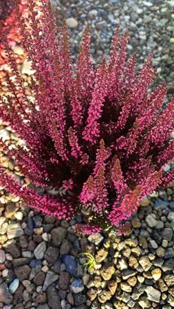 Calluna Geverfd Rood črepník 9,5 cm