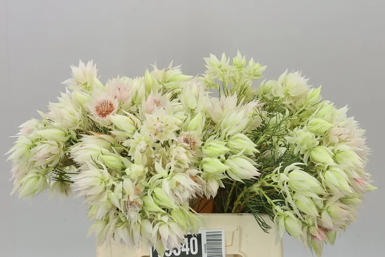 Kaaps Blushing Bride 40 cm