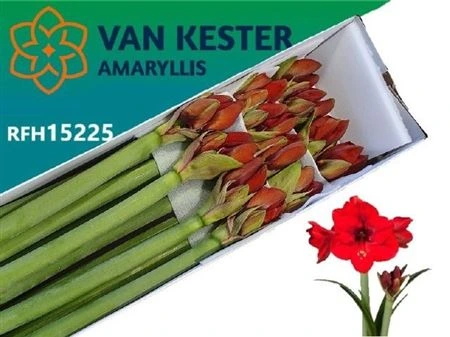 Amarylis Tenerife 80 cm
