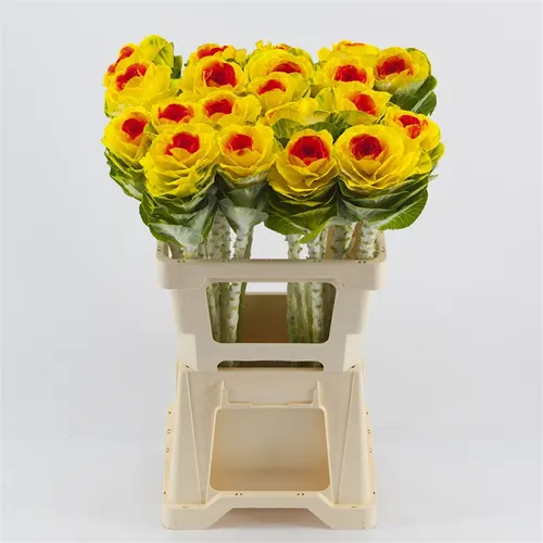 Brassica Powdered Yellow Red Glitter 60 cm