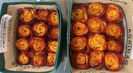 Ruža Tutti Frutti, Ekvádor 60 cm