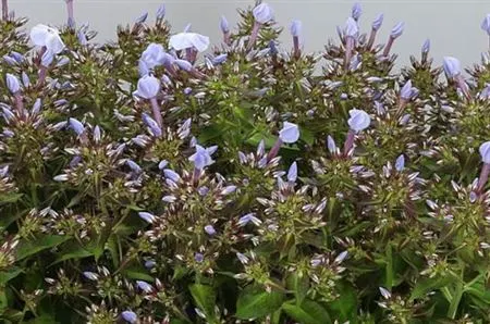 Floxy (Phlox)