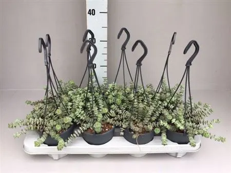 Crassula Hottentot Special Mini Hang 12 črepník 12 cm