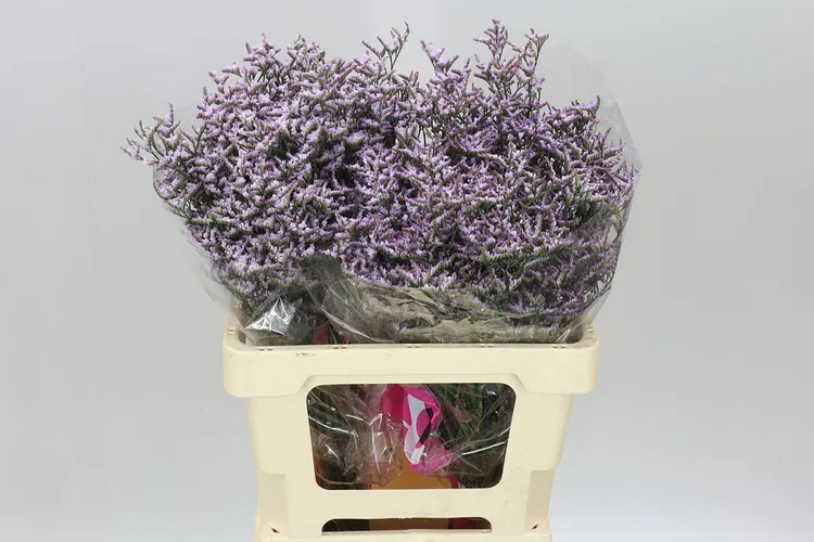 Lim. Saf Lilac 60 cm
