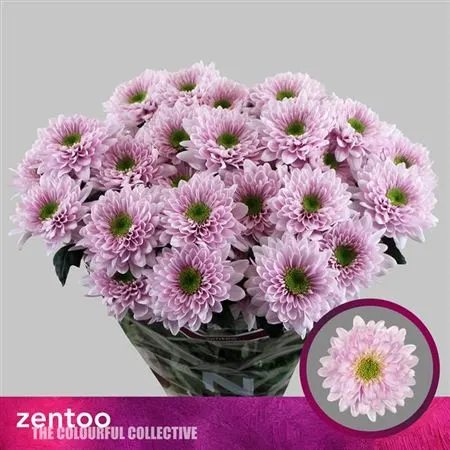 Chr T Commander Pink 70 cm
