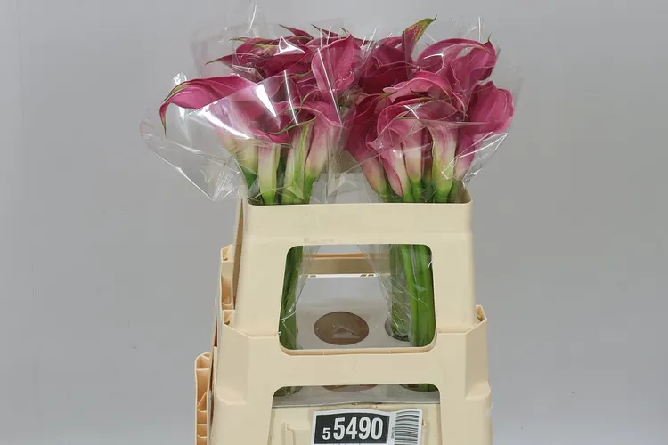 Kala Pink Jewel 55 cm