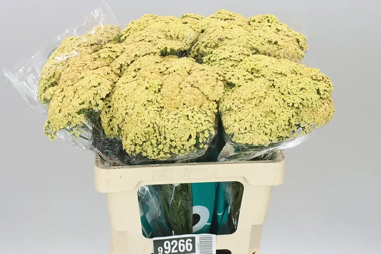 Achillea Neonglow Saffron 60 cm