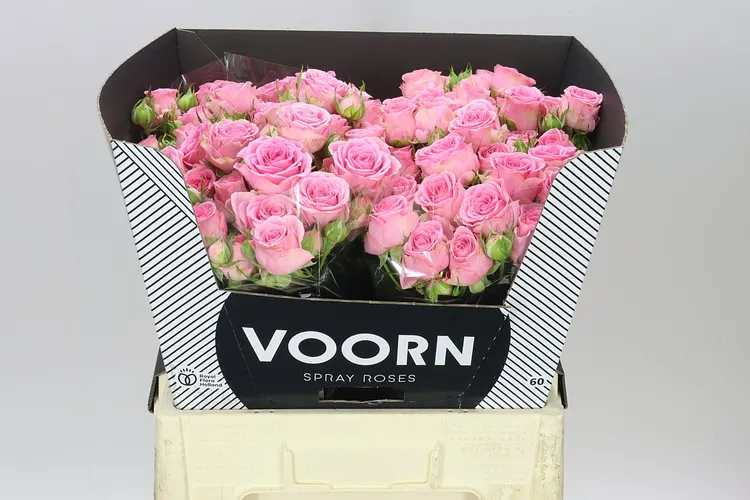 Rosa Tr Madam Sofie New 60 cm