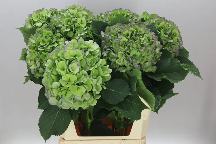 Hortenzia Verena Green Purple Classic 80 cm