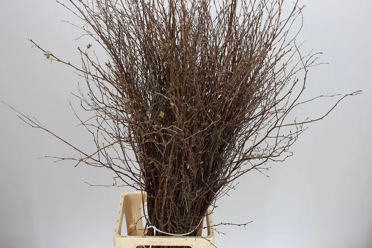 Berk Naturel 120 cm