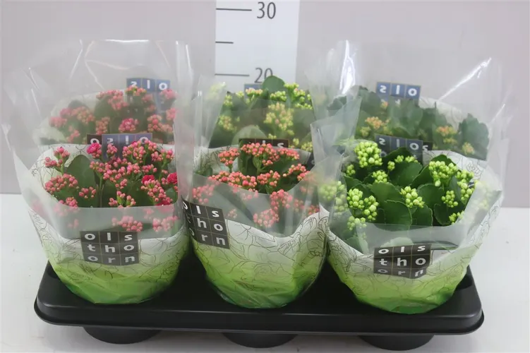 Kalanchoe Calandiva Mix črepník 15 cm