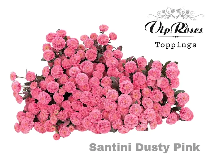Chryzantéma santini Dusty Pink 55 cm