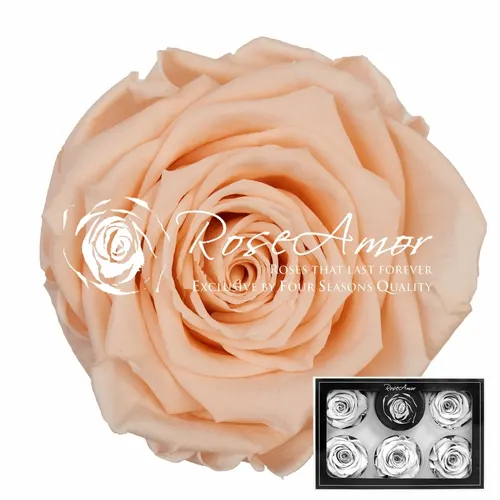 Stabilizovaná ruža XL ⌀ 6 cm, broskyňová PEA99