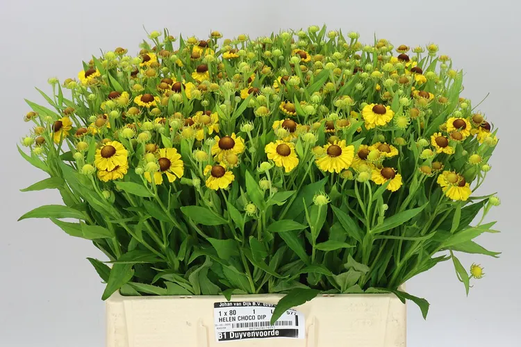 Helenium Choco Dip 60 cm