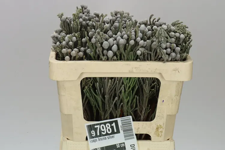 Kaaps Brunia Silver 50 cm