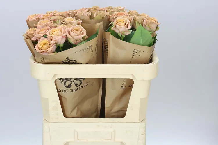 Rosa Gar Cappucino Wans Ex 70 cm
