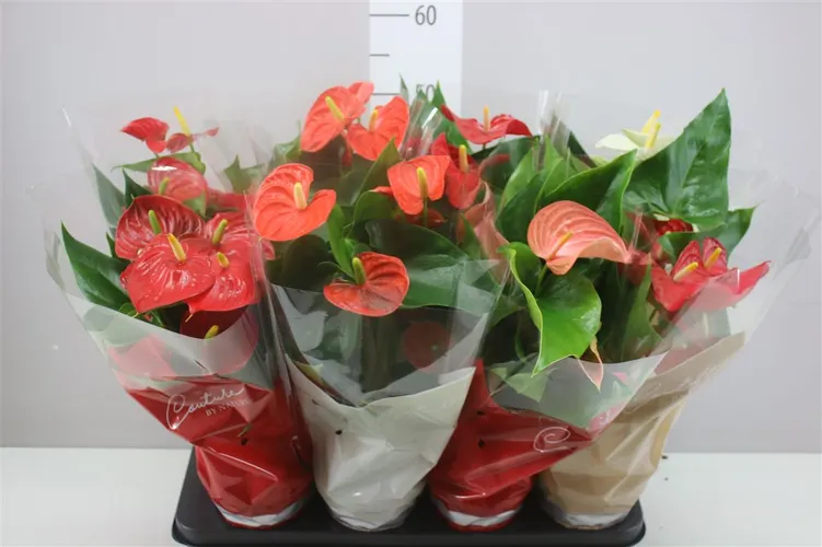 Antúrium mix črepník 14 cm