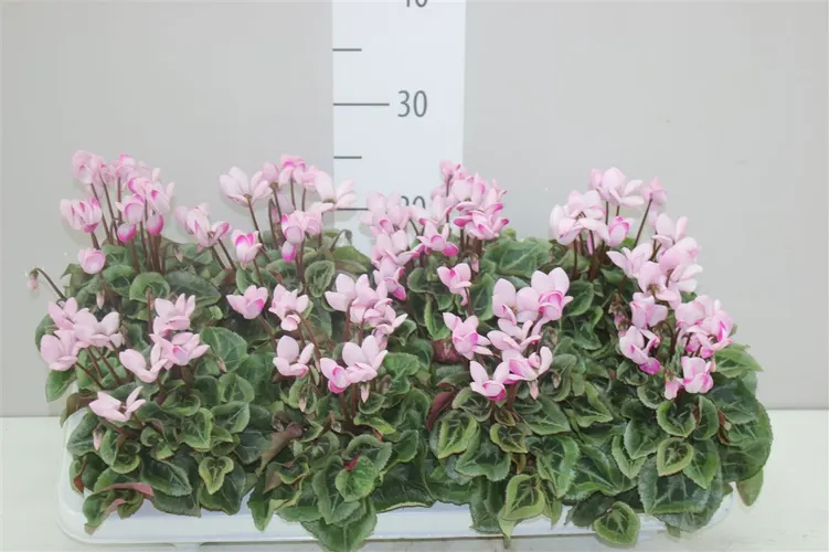 Cyklámen malokvetý Envol Purple črepník 10,5 cm